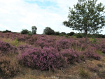 Sallandse Heuvelrug